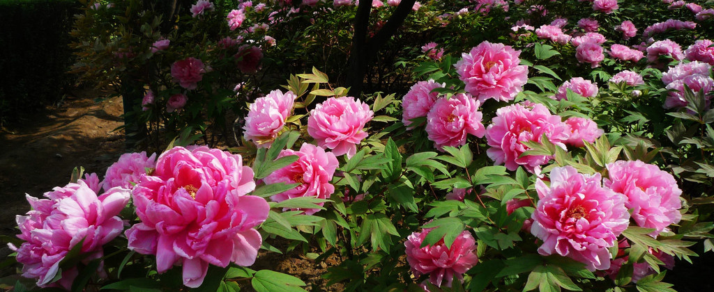 Peony in Luoyang