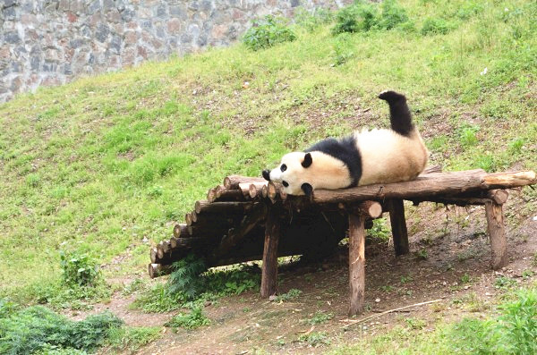Panda Tour in Dujiangyan Panda Base