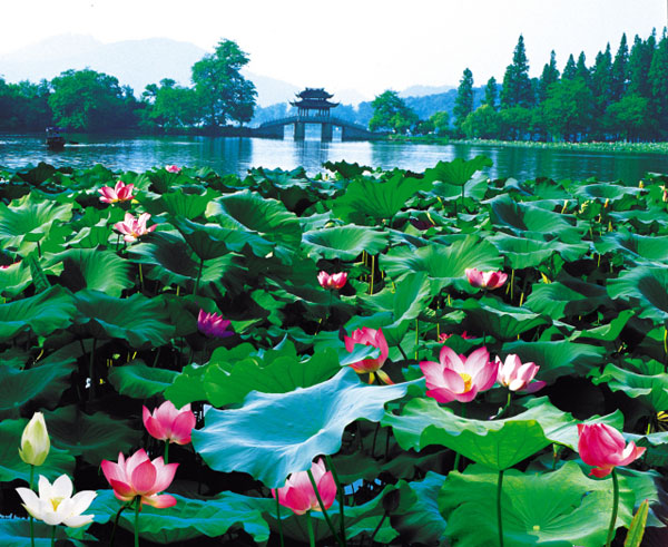 West Lake Lotus 