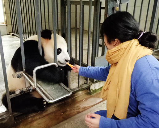 Panda Volunteer Tour
