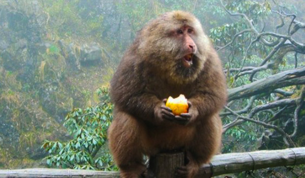 Mount Emei Monkeys