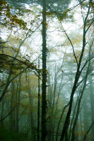 Mount Emei Forest