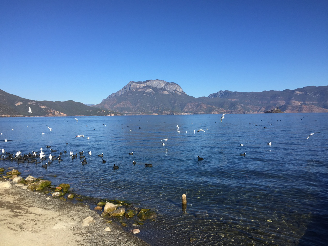 Flocks of Gulls and Wild Ducks