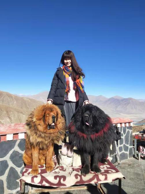 With Tibetan Mastiff