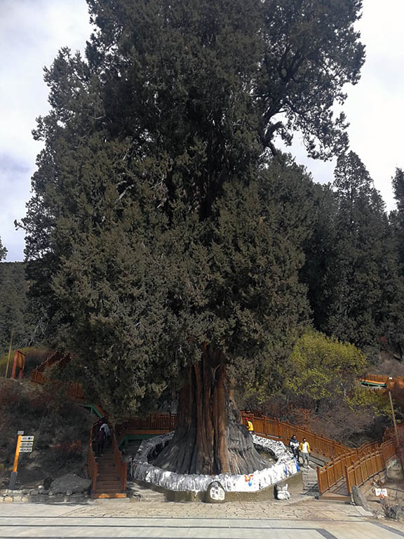 King Cypress in Nyingchi